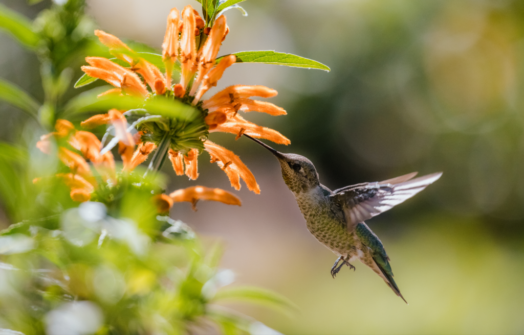 Beija-flor pairando no ar enquanto se alimenta do néctar de uma flor alaranjada.